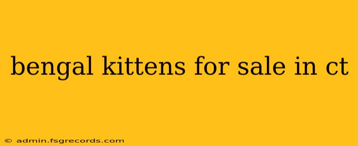 bengal kittens for sale in ct