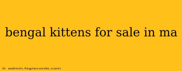 bengal kittens for sale in ma