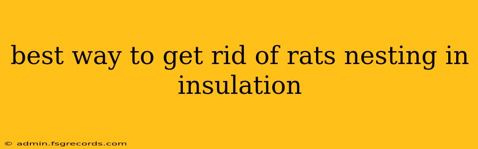 best way to get rid of rats nesting in insulation