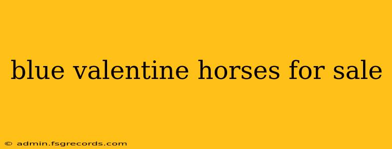 blue valentine horses for sale