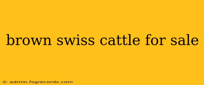 brown swiss cattle for sale