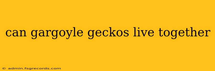 can gargoyle geckos live together