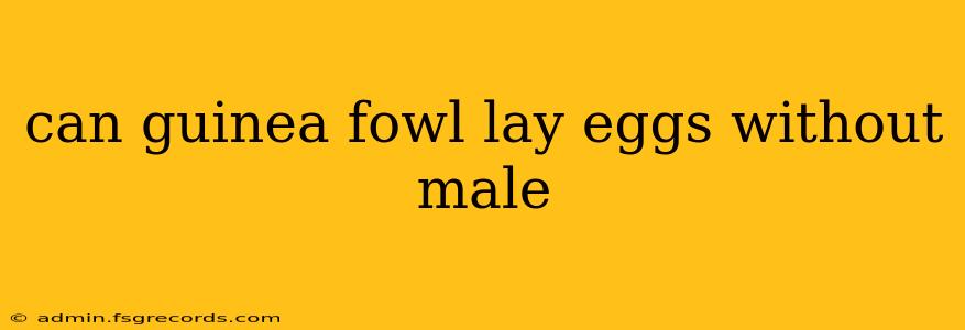 can guinea fowl lay eggs without male