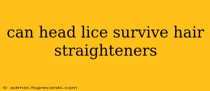 can head lice survive hair straighteners