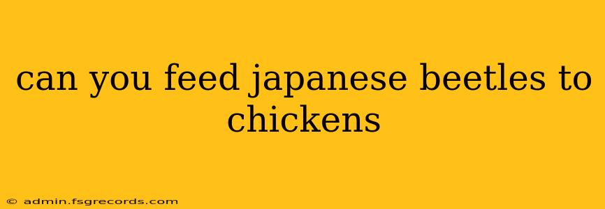 can you feed japanese beetles to chickens