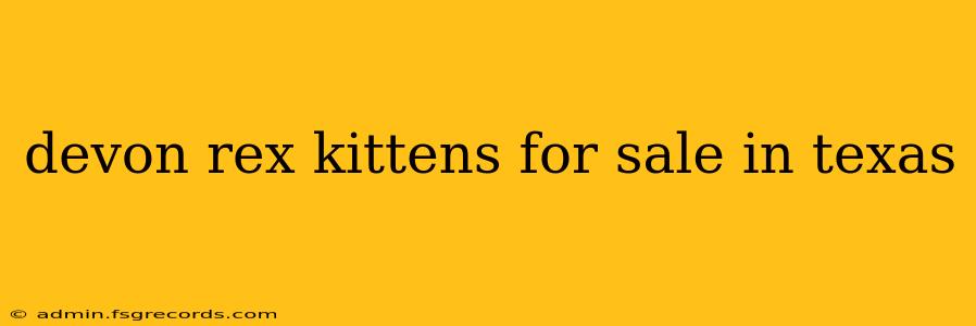 devon rex kittens for sale in texas