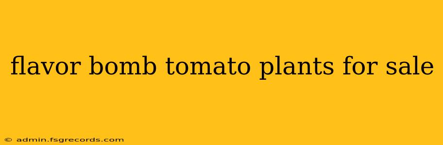 flavor bomb tomato plants for sale