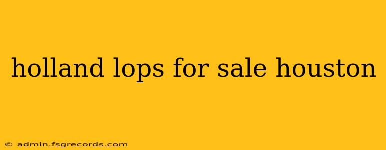 holland lops for sale houston