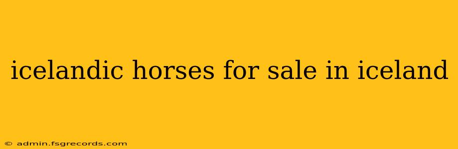 icelandic horses for sale in iceland