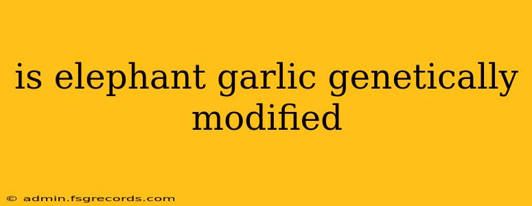 is elephant garlic genetically modified