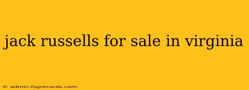 jack russells for sale in virginia