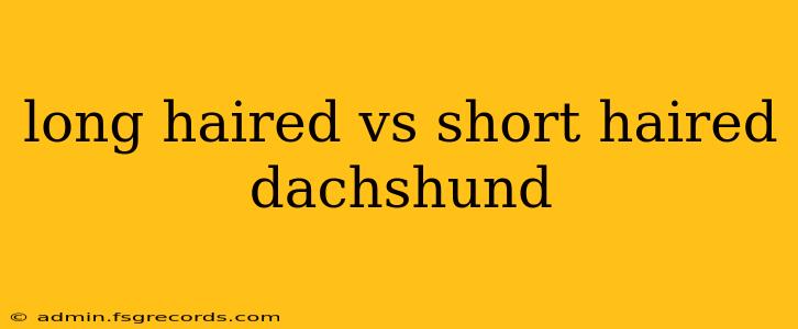 long haired vs short haired dachshund