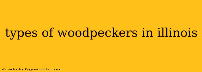 types of woodpeckers in illinois