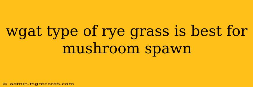 wgat type of rye grass is best for mushroom spawn