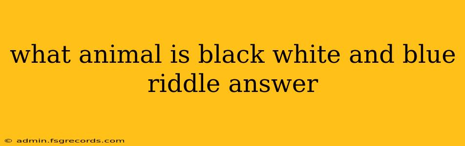 what animal is black white and blue riddle answer