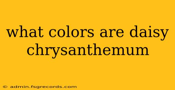 what colors are daisy chrysanthemum