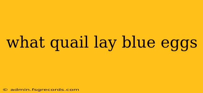 what quail lay blue eggs